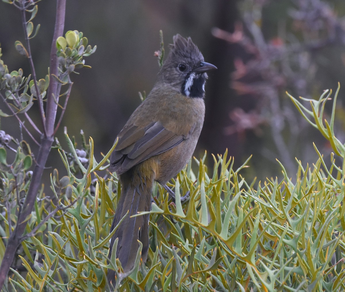 Western Whipbird - ML627040812