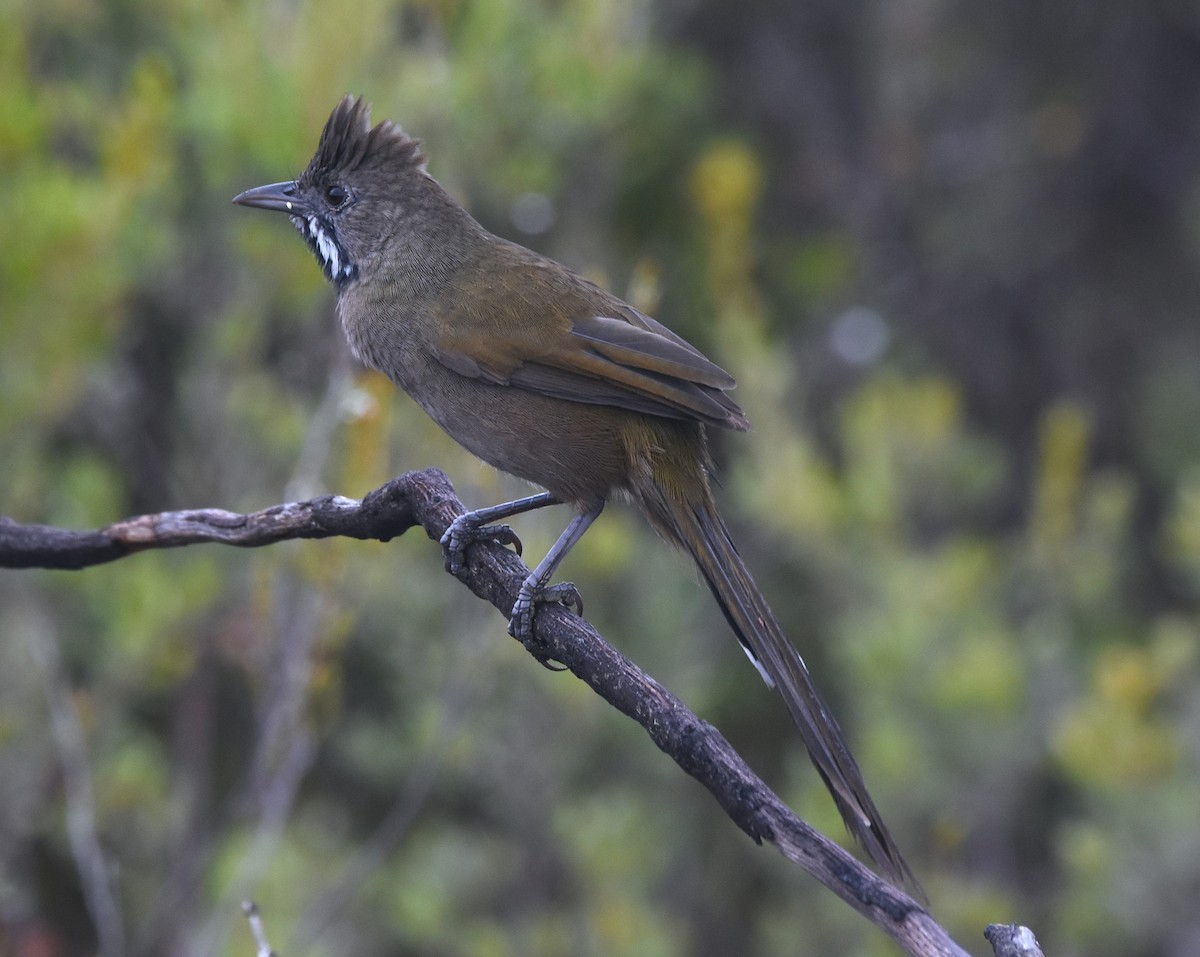 Western Whipbird - ML627040828