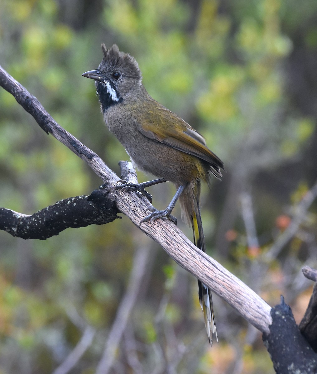 Western Whipbird - ML627040846