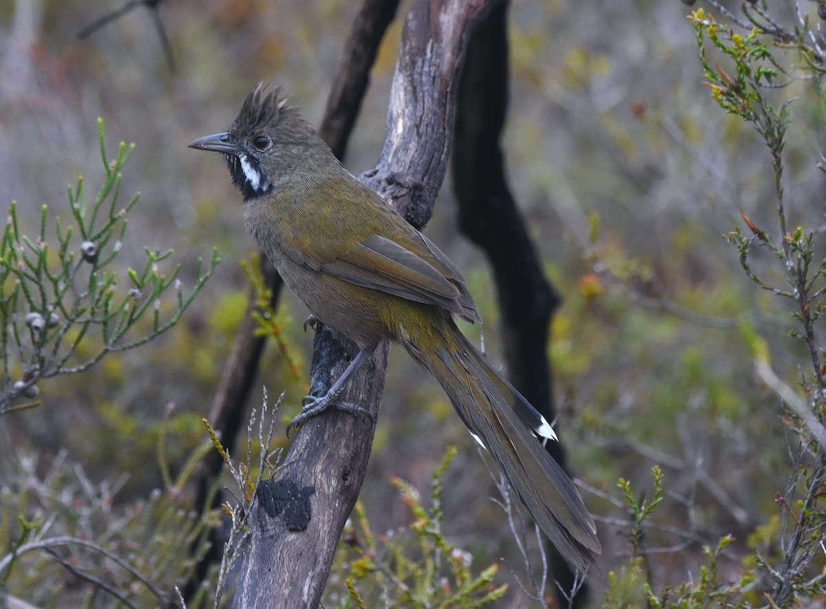 Western Whipbird - ML627040858