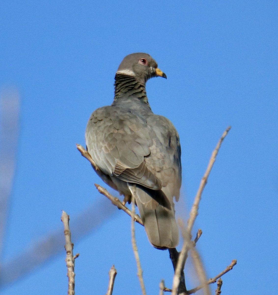 Band-tailed Pigeon - ML627040886