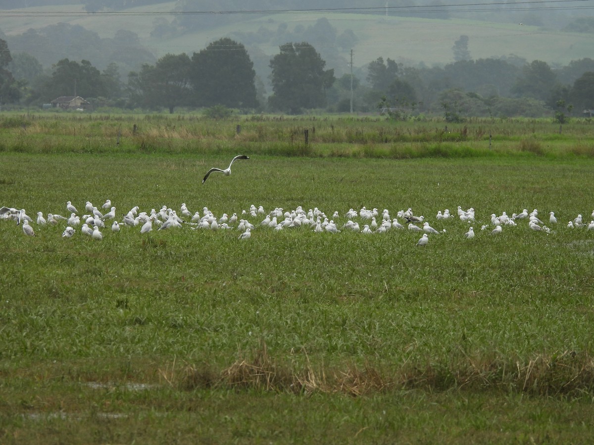 australmåke - ML627040906