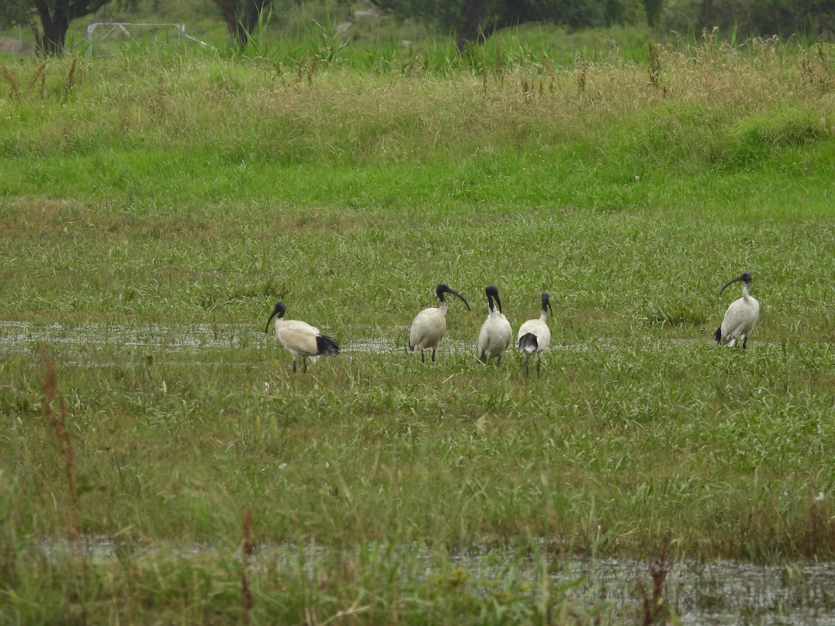 australibis - ML627040909