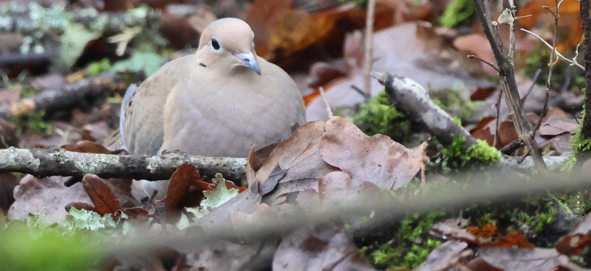 Mourning Dove - ML627041427