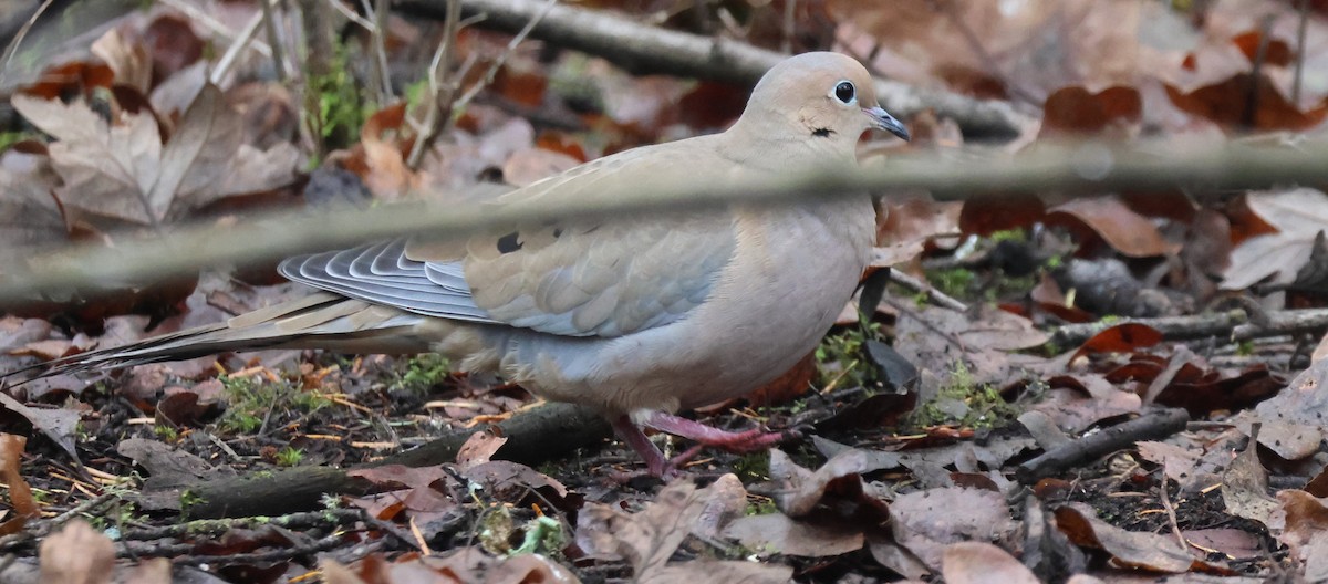 Mourning Dove - ML627041434
