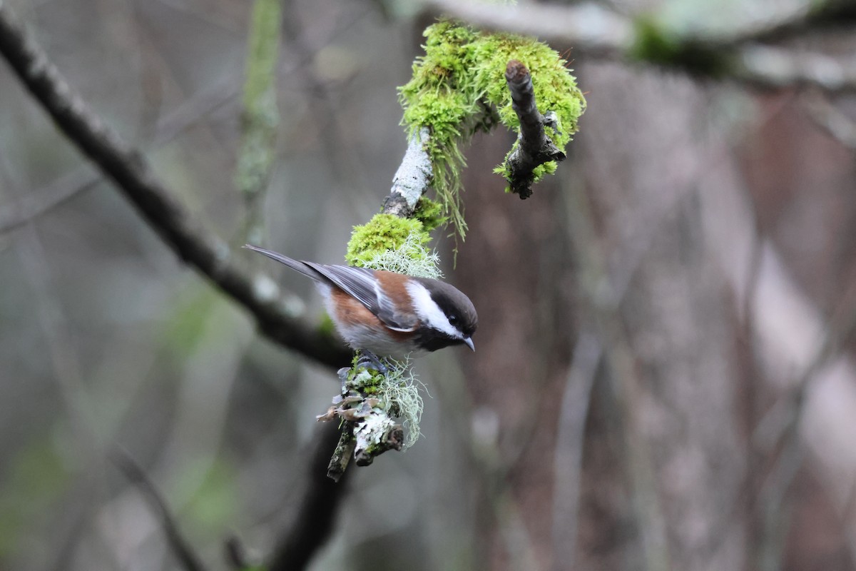 Chestnut-backed Chickadee - ML627041445
