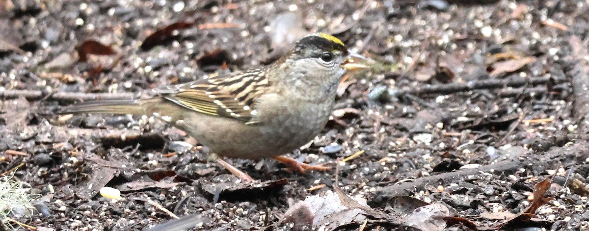 Golden-crowned Sparrow - ML627041452