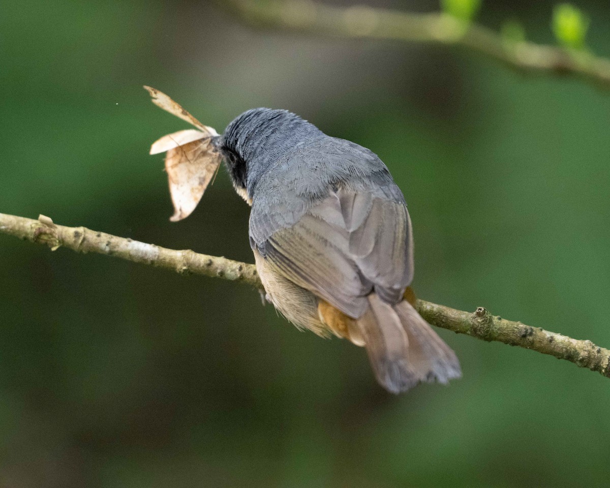 Black-eared Hemispingus - ML627041466