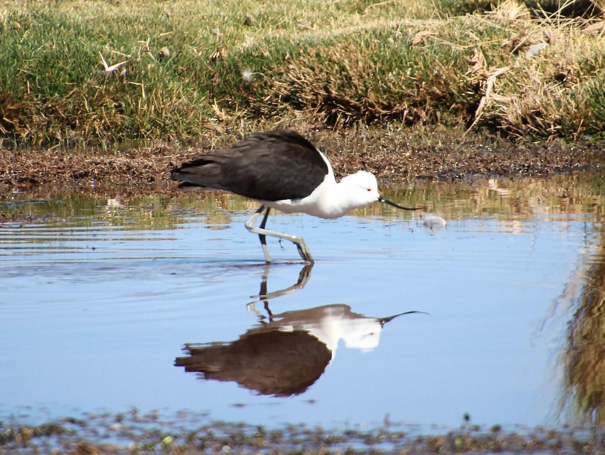 Andean Avocet - ML627041485