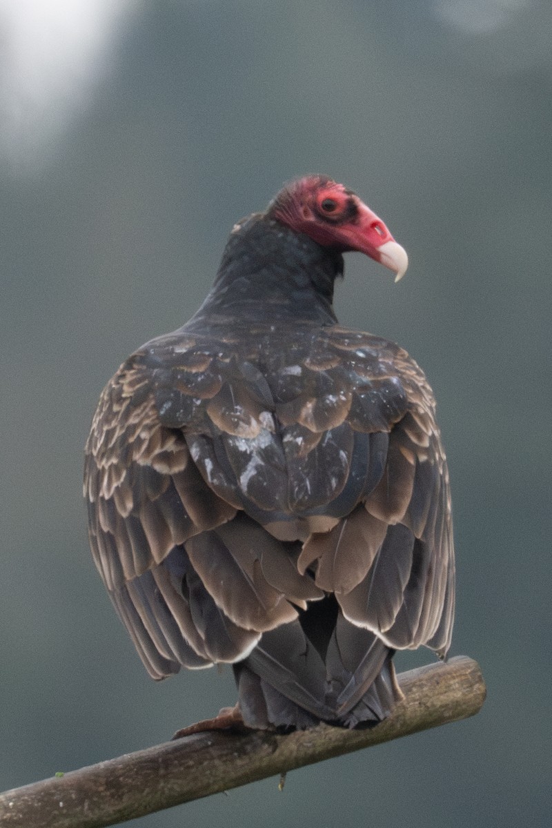 Turkey Vulture - ML627041496