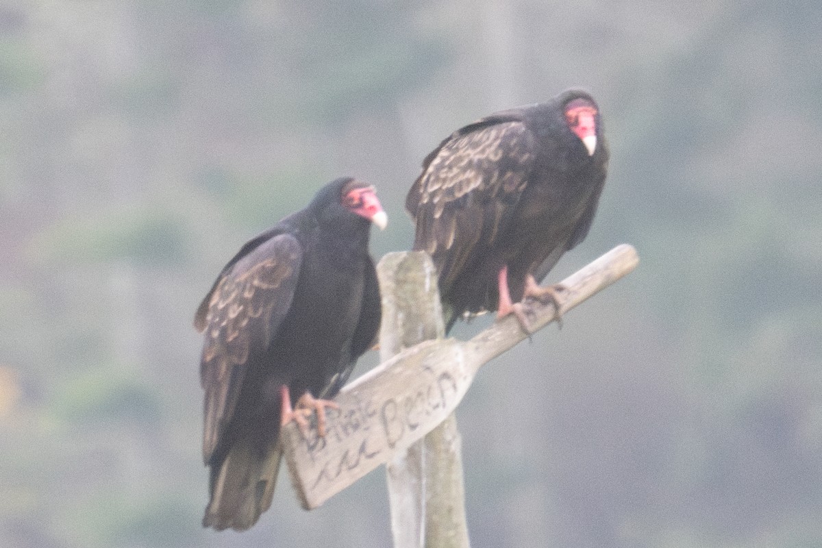 Turkey Vulture - ML627041497