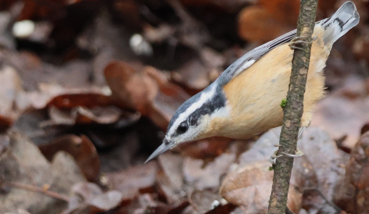 Red-breasted Nuthatch - ML627041518