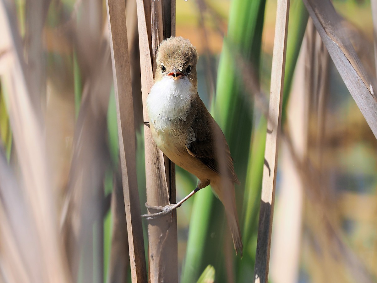 Australian Reed Warbler - ML627041822