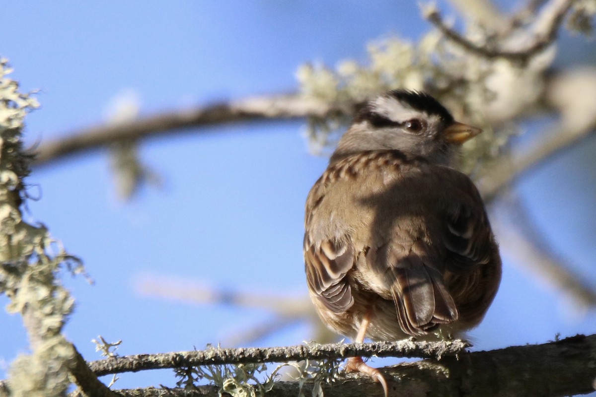 White-crowned Sparrow - ML627041890