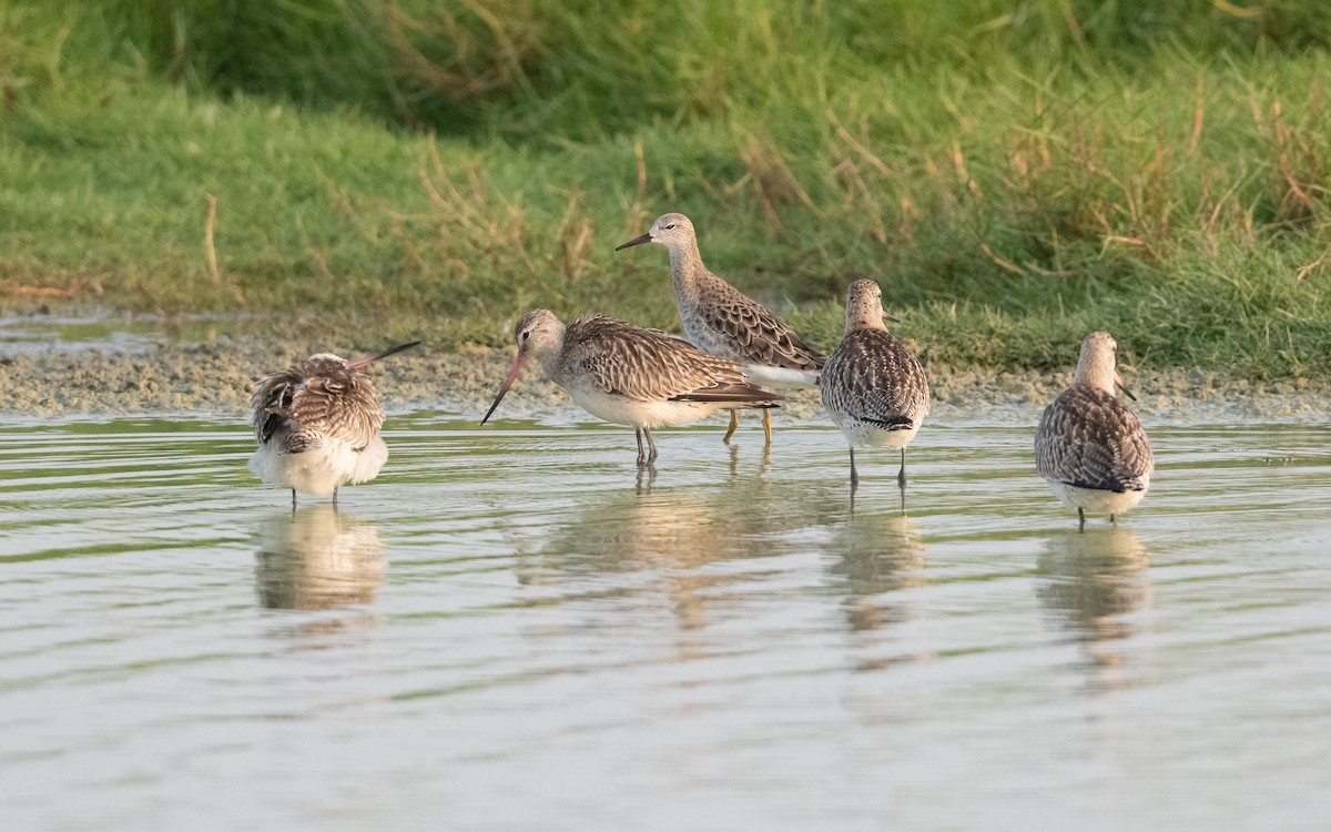 Bar-tailed Godwit - ML627041919