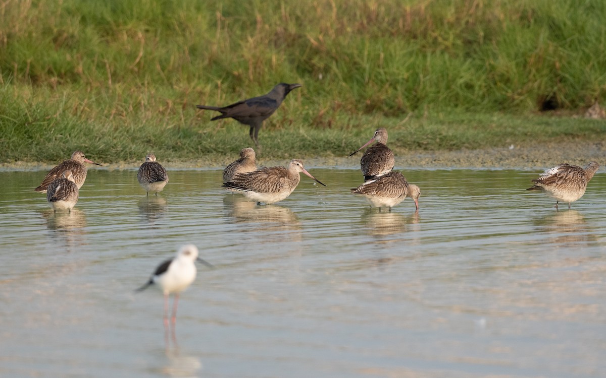 Bar-tailed Godwit - ML627041920