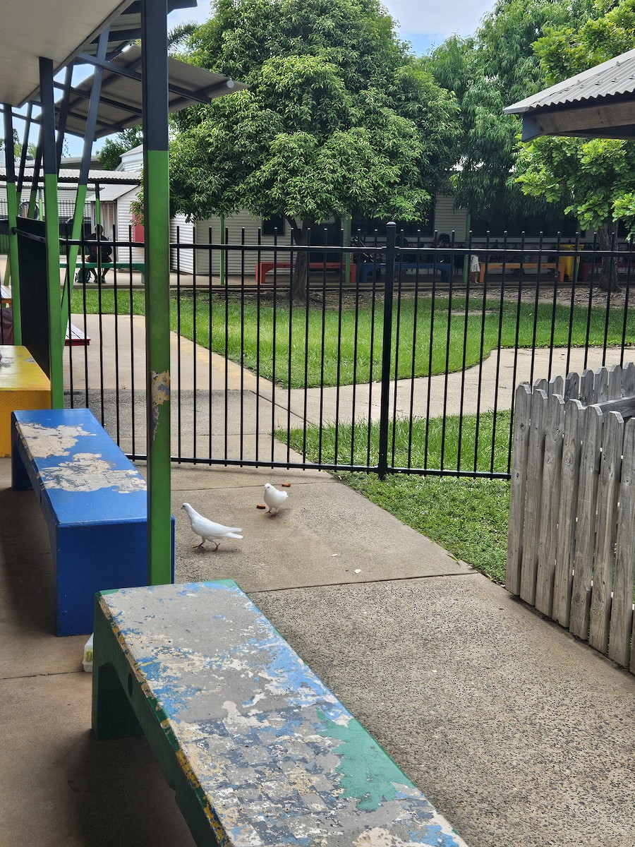 Хөхвөр тагтаа (суурин газрын) - ML627042113