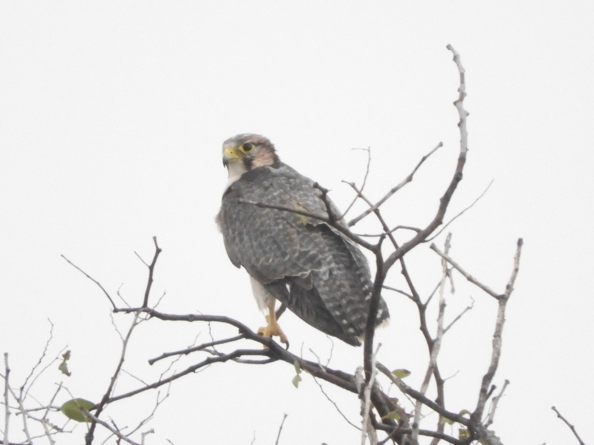 Lanner Falcon - ML627042216