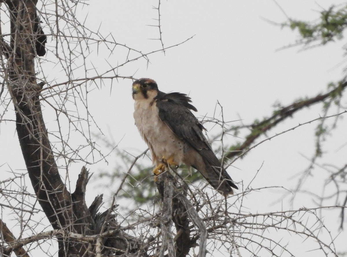 Lanner Falcon - ML627042217