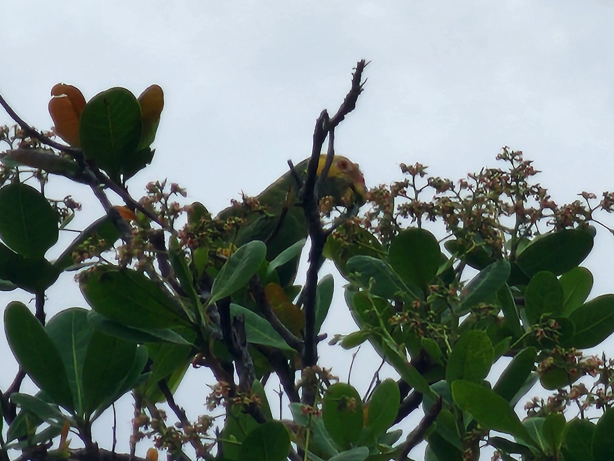 Yellow-faced Parrot - ML627042235