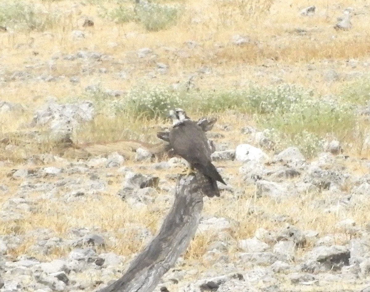 Lanner Falcon - ML627042274