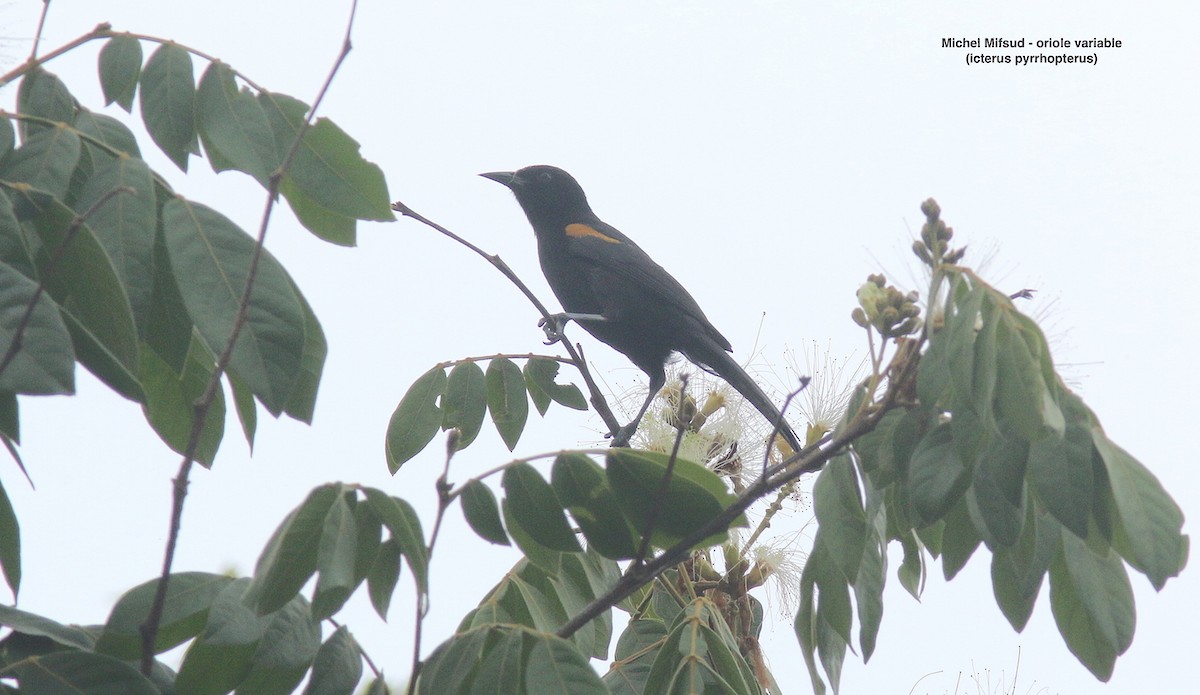 Variable Oriole - ML627042337