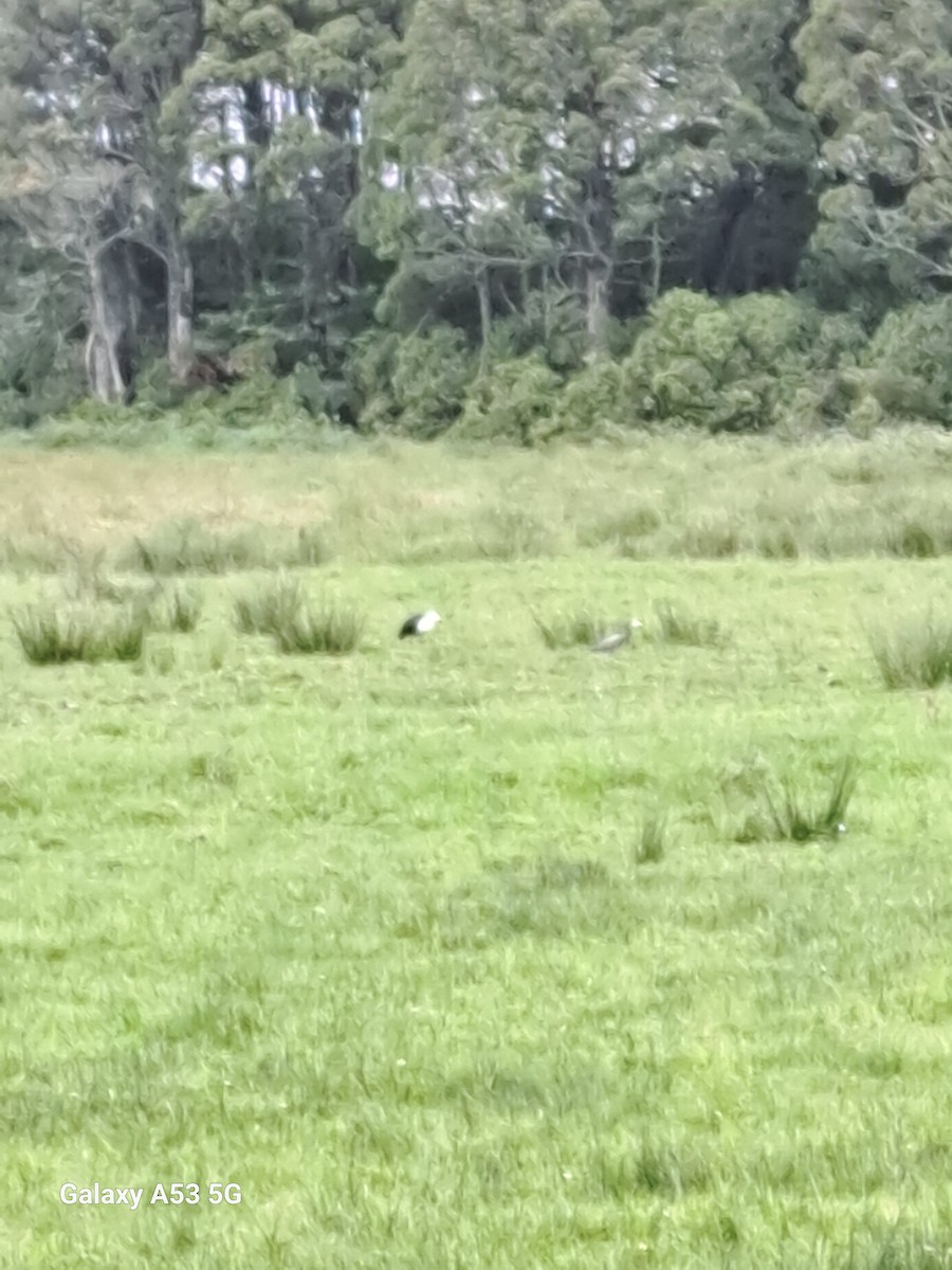 Pacific Heron - ML627042520