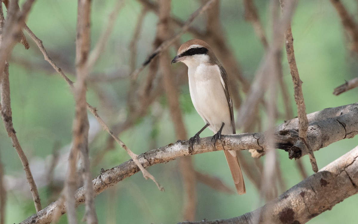 Red-tailed Shrike - ML627042579