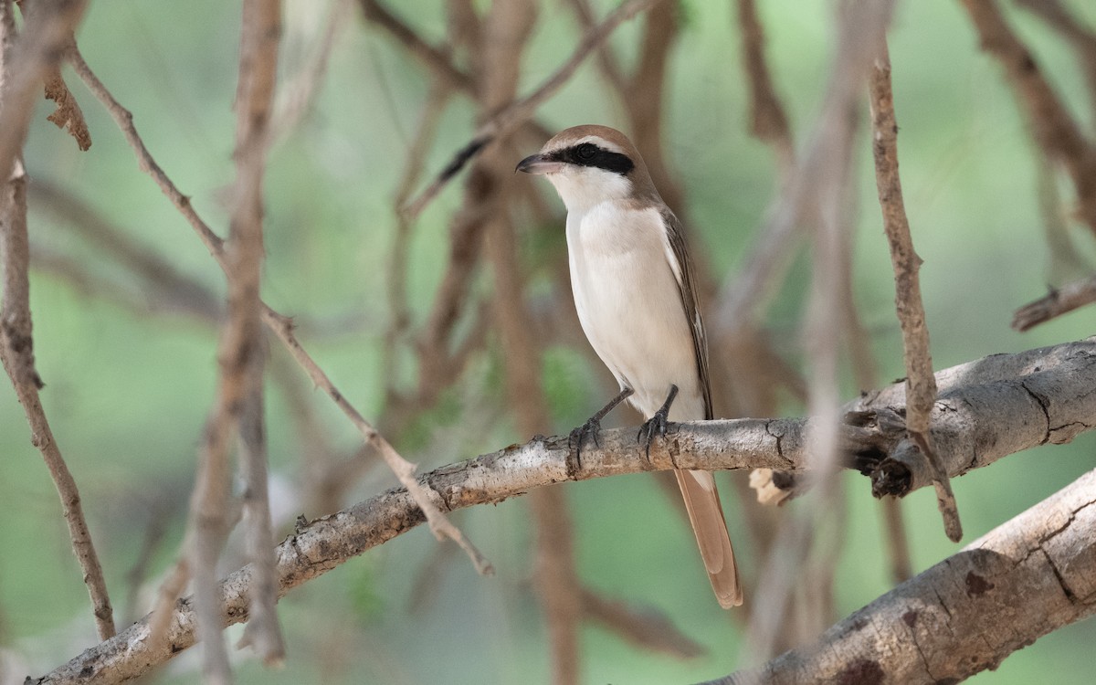 Red-tailed Shrike - ML627042580