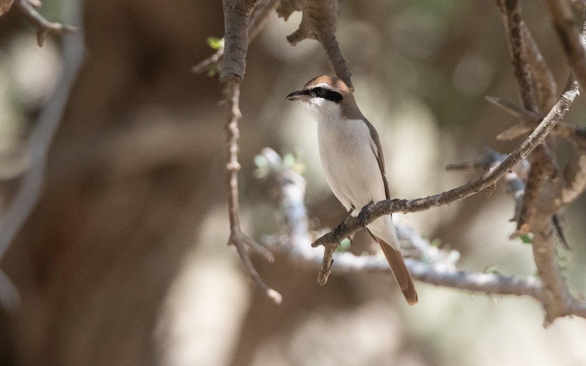 Red-tailed Shrike - ML627042585