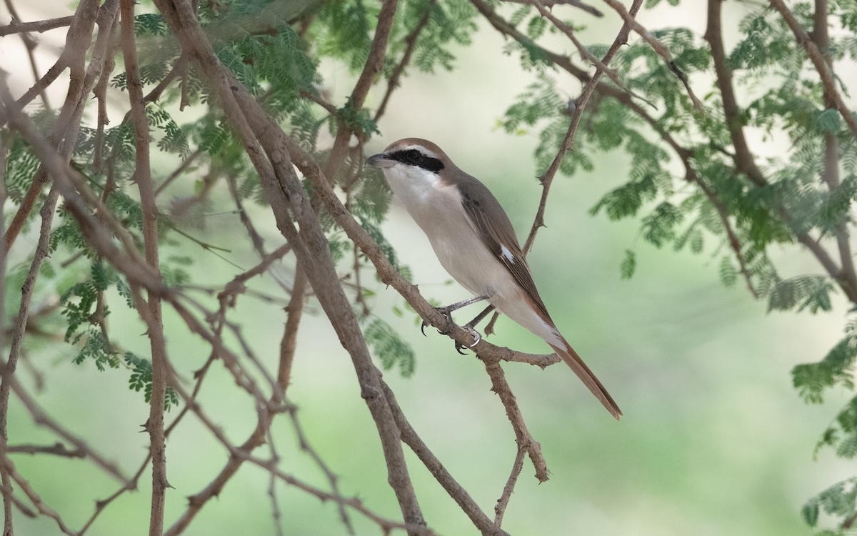 Red-tailed Shrike - ML627042586