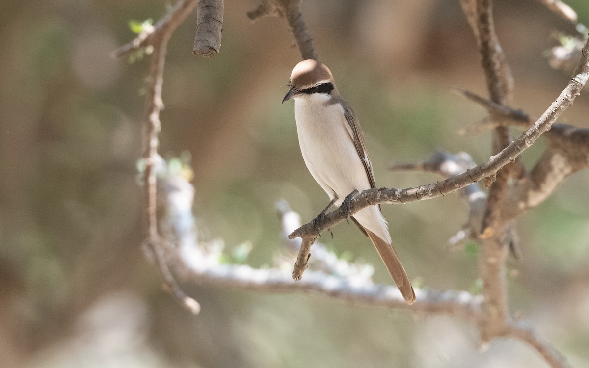 Red-tailed Shrike - ML627042588