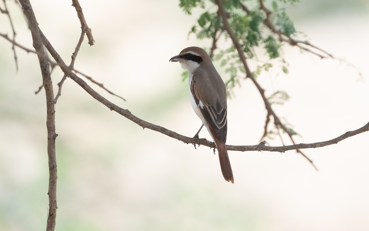 Red-tailed Shrike - ML627042592
