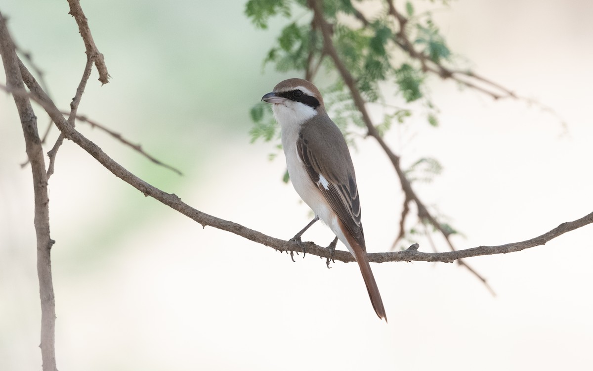 Red-tailed Shrike - ML627042593