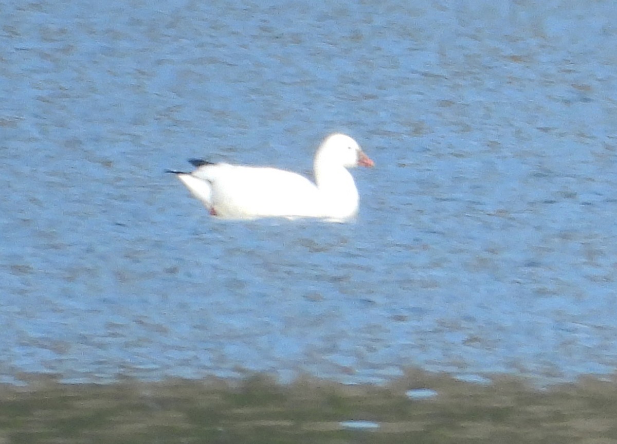 Ross's Goose - ML627042601