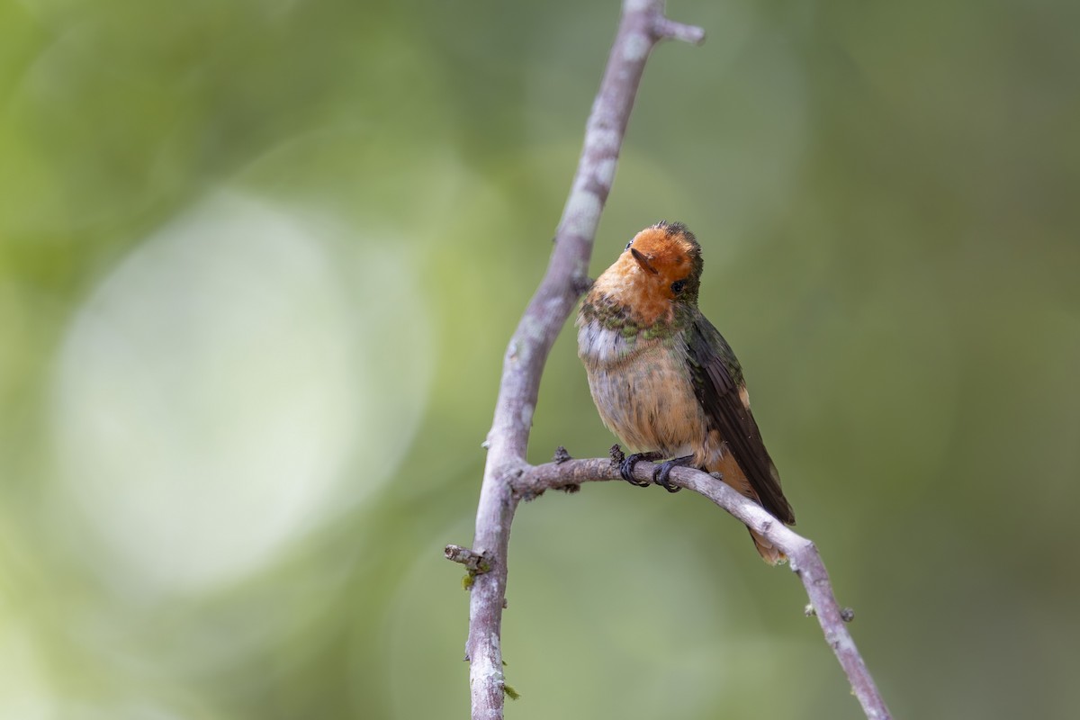 Rufous-crested Coquette - ML627042631