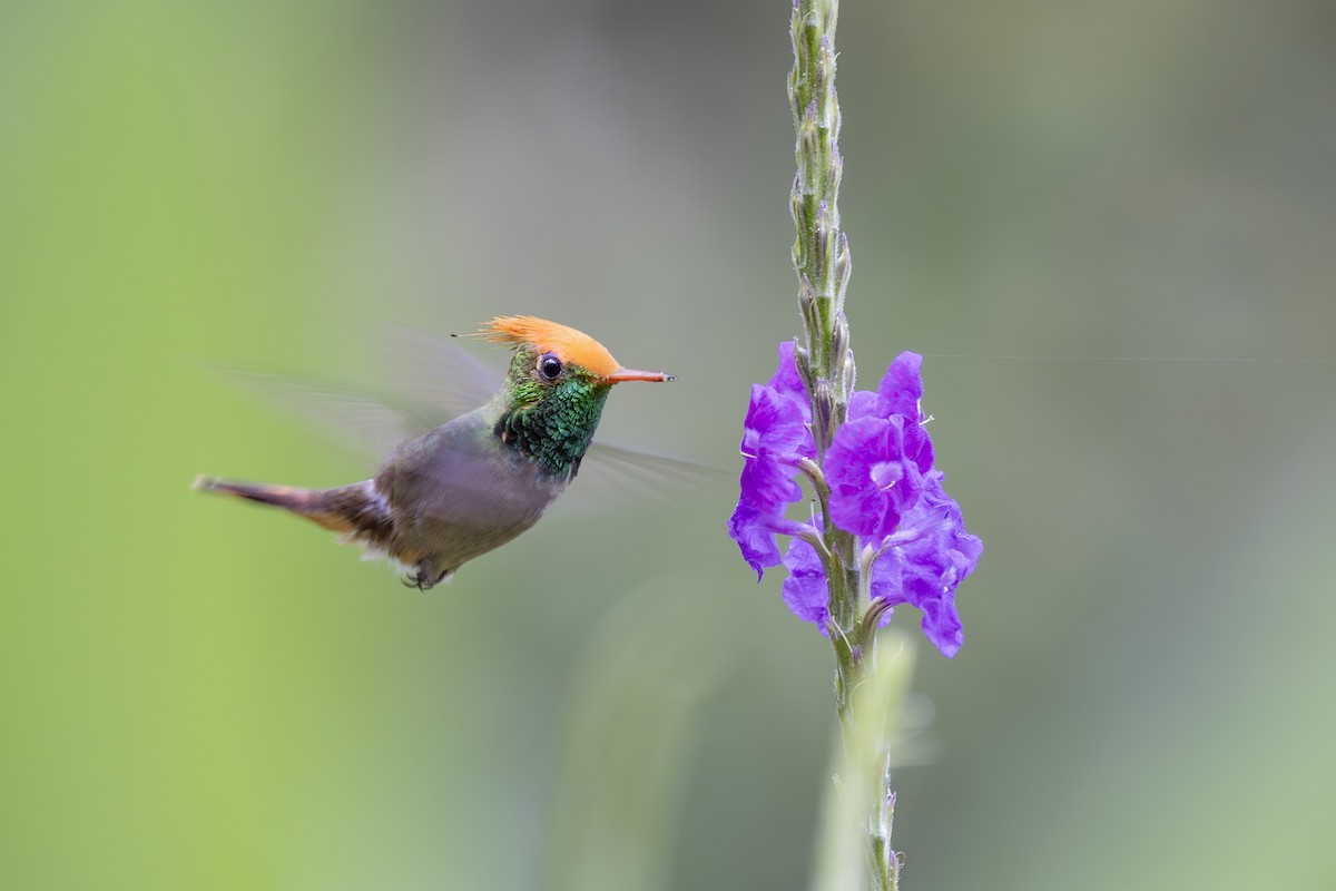 Rufous-crested Coquette - ML627042633