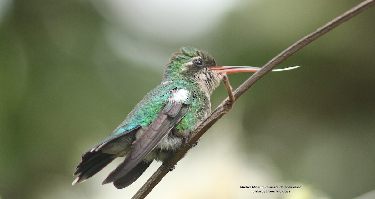Glittering-bellied Emerald - ML627042711