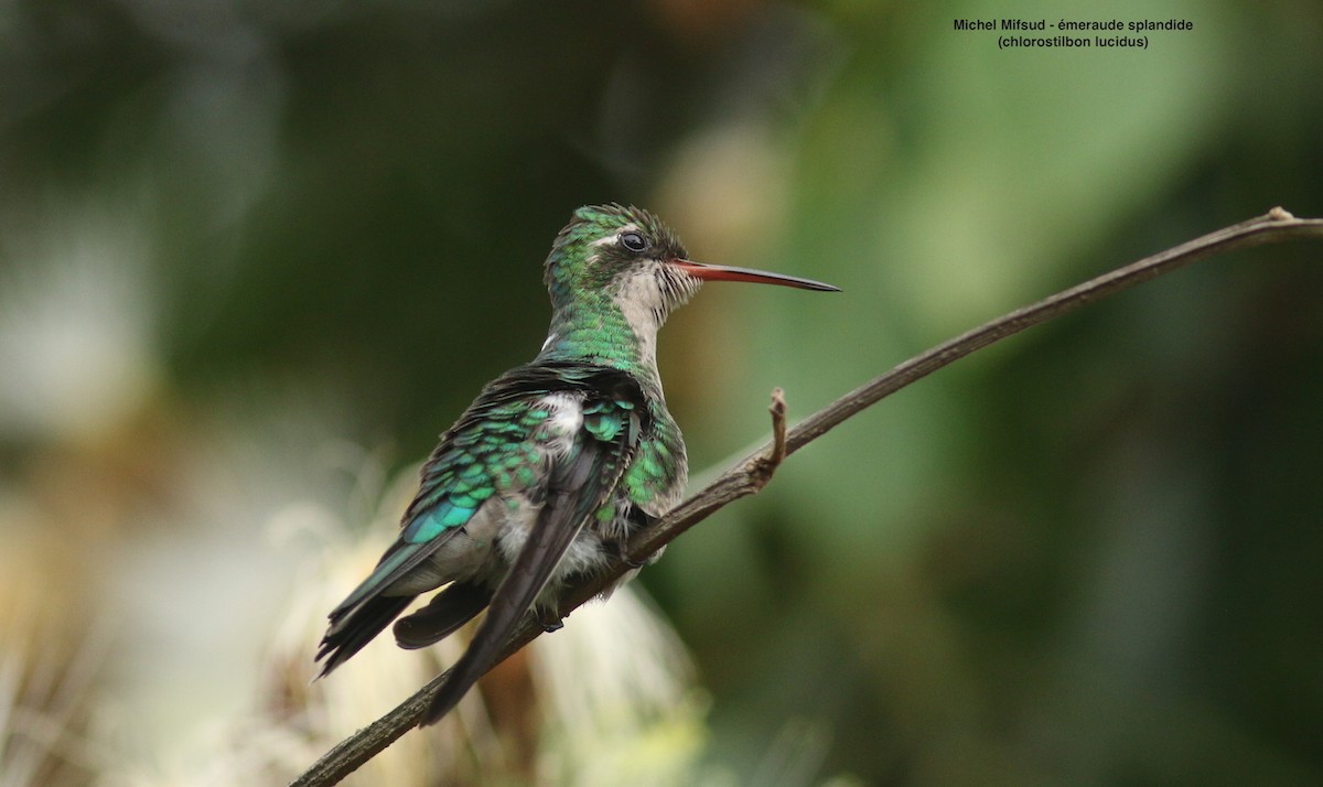 Glittering-bellied Emerald - ML627042733