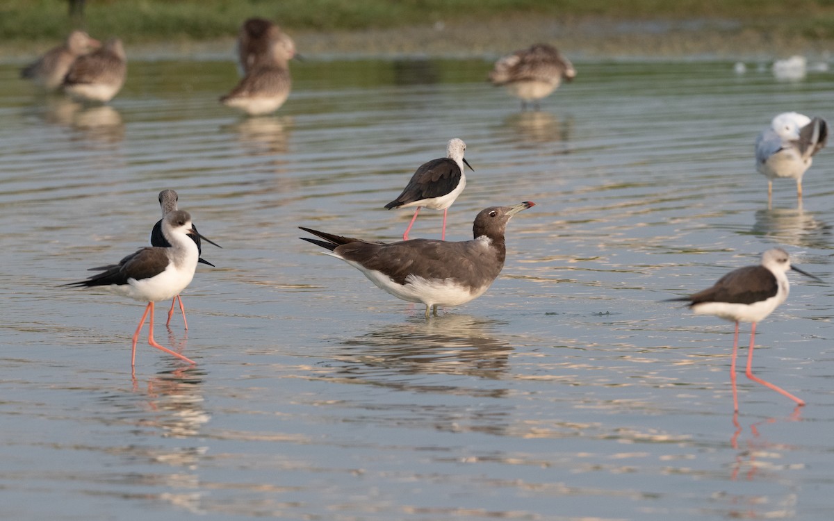 Sooty Gull - ML627042879