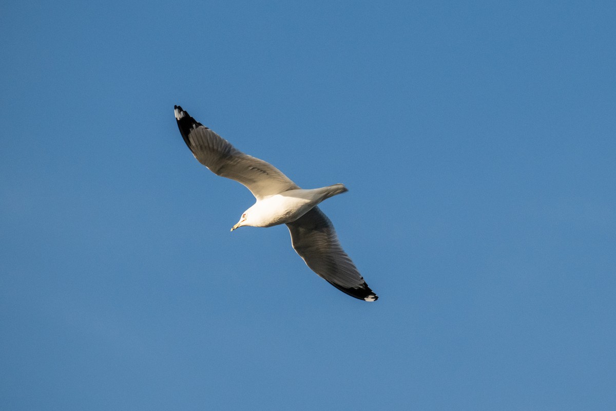 Делавэрская чайка - ML627042982