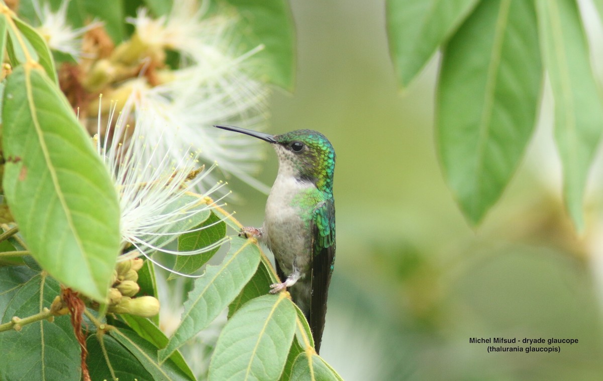 Violet-capped Woodnymph - ML627043032