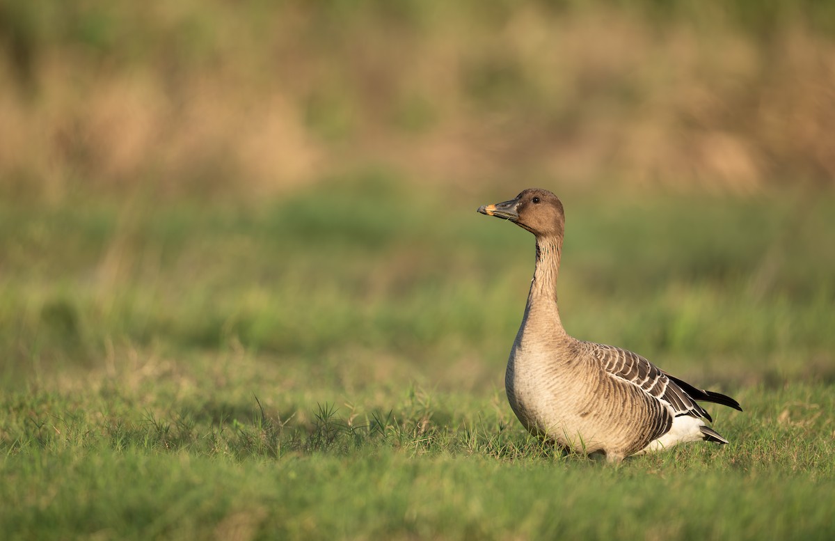 Tundra Bean-Goose - ML627043112