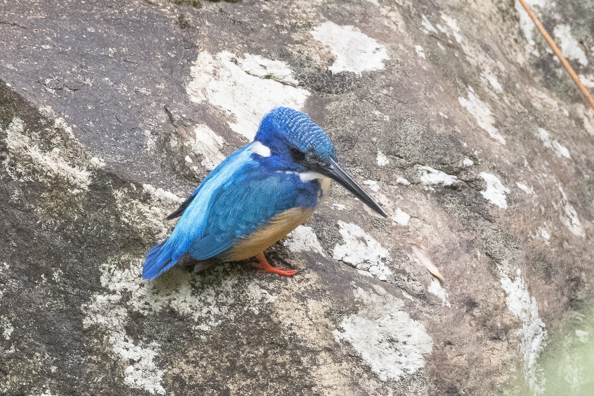 Half-collared Kingfisher - ML627043128