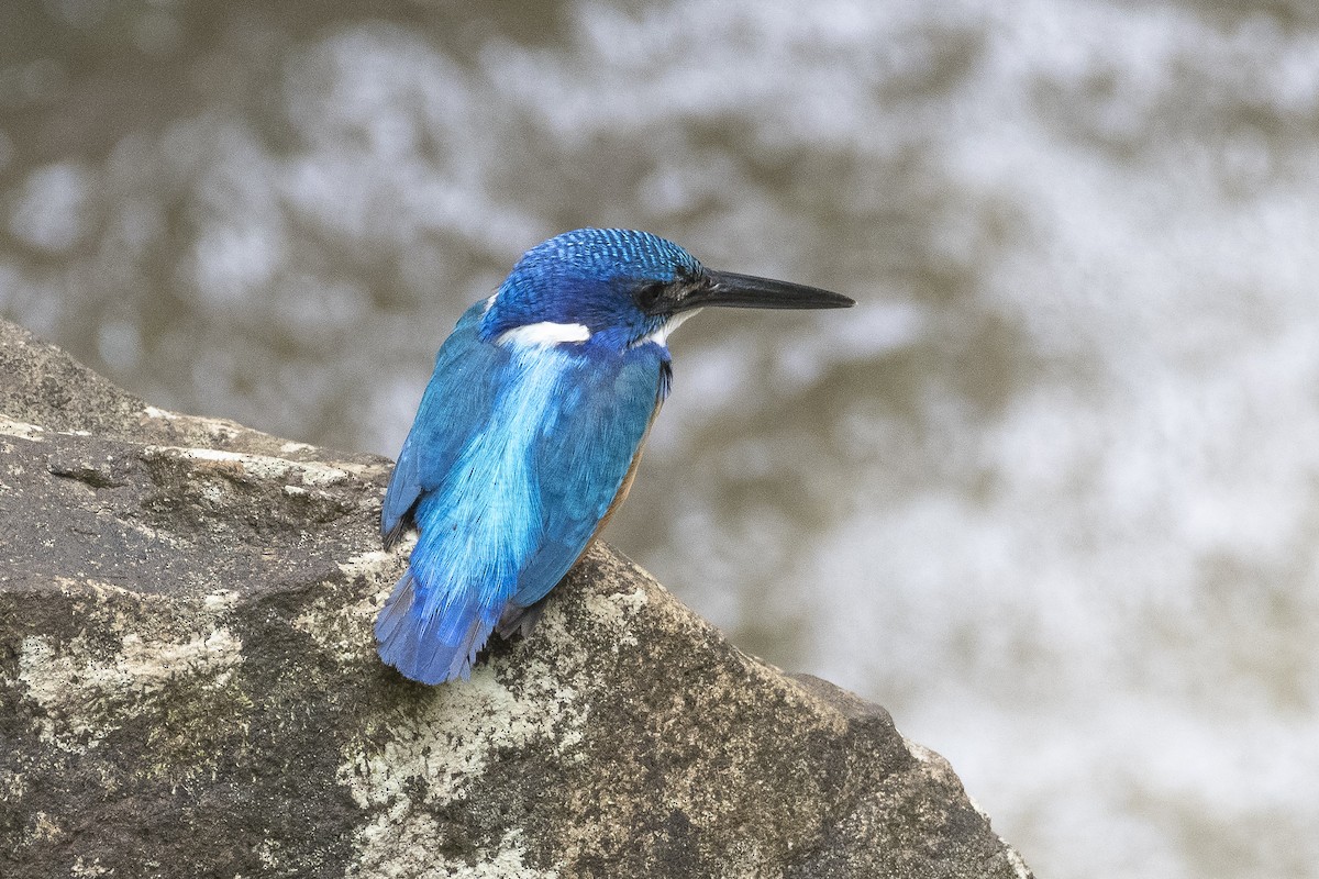 Half-collared Kingfisher - ML627043130