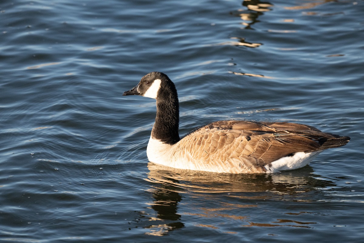 Канадская казарка - ML627043143