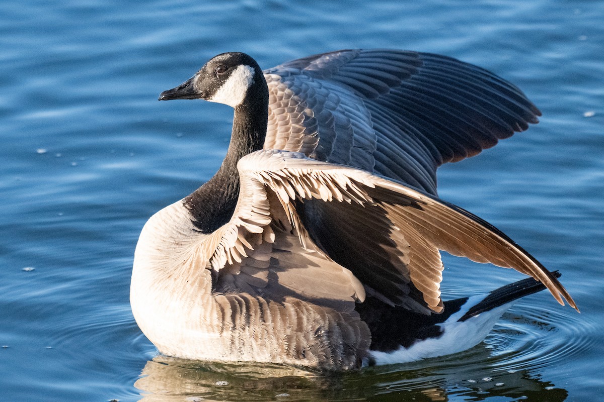 Канадская казарка - ML627043146