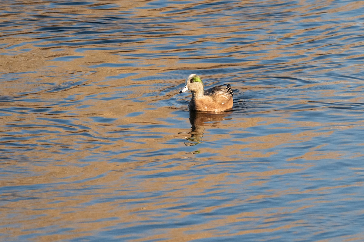 Американская свиязь - ML627043149