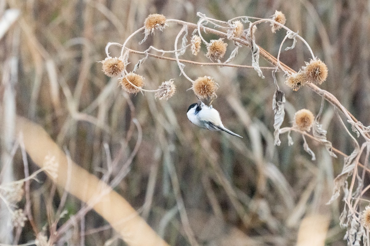 Черношапочная гаичка - ML627043150