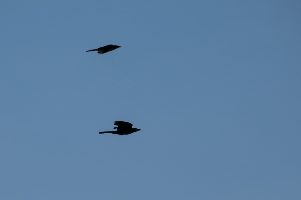 Большехвостый гракл - ML627043152